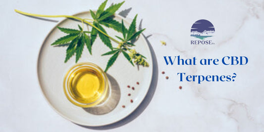 What are CBD Terpenes?
